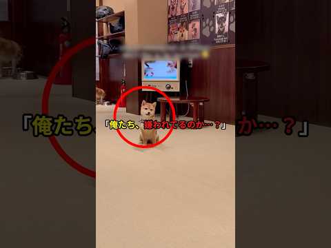 日本の柴犬カフェで“謎の距離感”を体験した外国人の動画が話題に