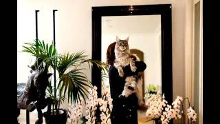 Go Team - Lazy Poltergeist