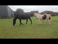 Natural Horse Mating Preliminaries