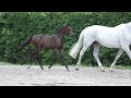 Carinjo VD Holstenhoeve Z