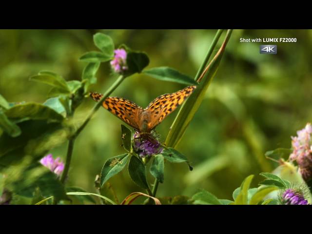 Panasonic Lumix DMC-FZ2000 20.1MP WiFi Negra video