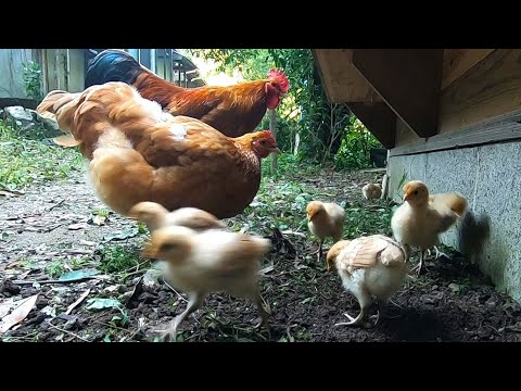 鶏が冬に好んで食べる食べ物は何ですか