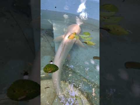 rolex🦈 பார்க்க போகலாமா#shark,#viralvideo,#guppy fish,#shorts,#youtubeshorts,#aquvariam,