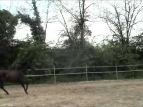 Pur sang anglais 8 ans, premier saut du cheval en liberté