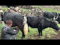Village Animals Farm Milking Cow In Village Buffalo Milking By Hand Village
