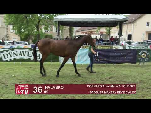 Sprinter Sacré Show 2019 : Lot 36 - HALASKO