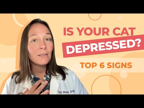 8 Signs Your Cat Might Be Depressed and How to Help