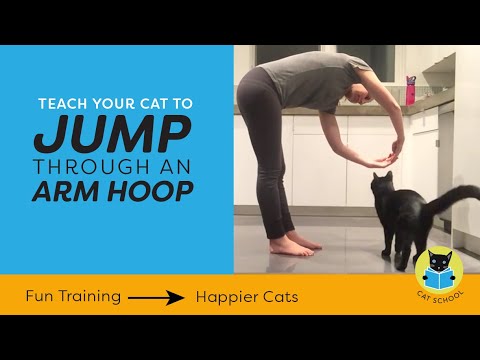 A Fun Cat Trick: Teach Your Cat To Jump Through An Arm Hoop