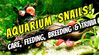 Ramshorn Snails, Bladder Snails & Pond Snails! Breeding, Feeding, Cleaning & Care for Pest Snails.