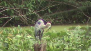 preview picture of video 'Great Blue Heron'