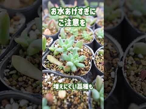 植物に水をやるのに白酢を使用できますか?はい、いいえ  庭園