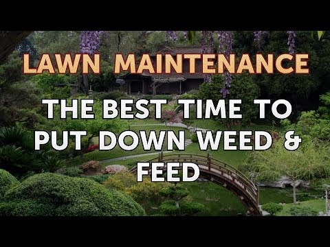 The Best Time to Put Down Weed & Feed