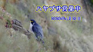 【4K HDR】ハヤブサ営巣中  Peregrine Falcon　2026/04/23 早朝  #ハヤブサ  #peregrinefalcon #ranchopalosverdes