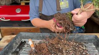Repotting 3 Black pines 