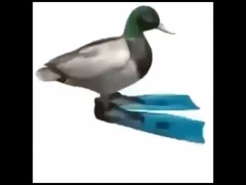 Pato girando con música de práctica de Geometry Dash X 1 Hora