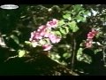 Kanneril Mulgum Odam From Mythili Ennai Kadhali