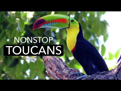 Nonstop Colorful Toucans On The Panama Fruit Feeders | Cornell Lab