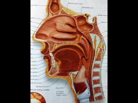Interconnection Between Allergy And Sinusitis