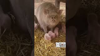 Download lagu Fakta Unik Babi Saat Melindungi Anaknya! Mukanya SEREM BANGET BOSSS!! #kecoaku #edukasi mp3 Download lagu Fakta Unik Babi Saat Melindungi Anaknya! Mukanya SEREM BANGET BOSSS!! #kecoaku #edukasi mp3