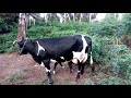 Ng Ombe Wa Maziwa