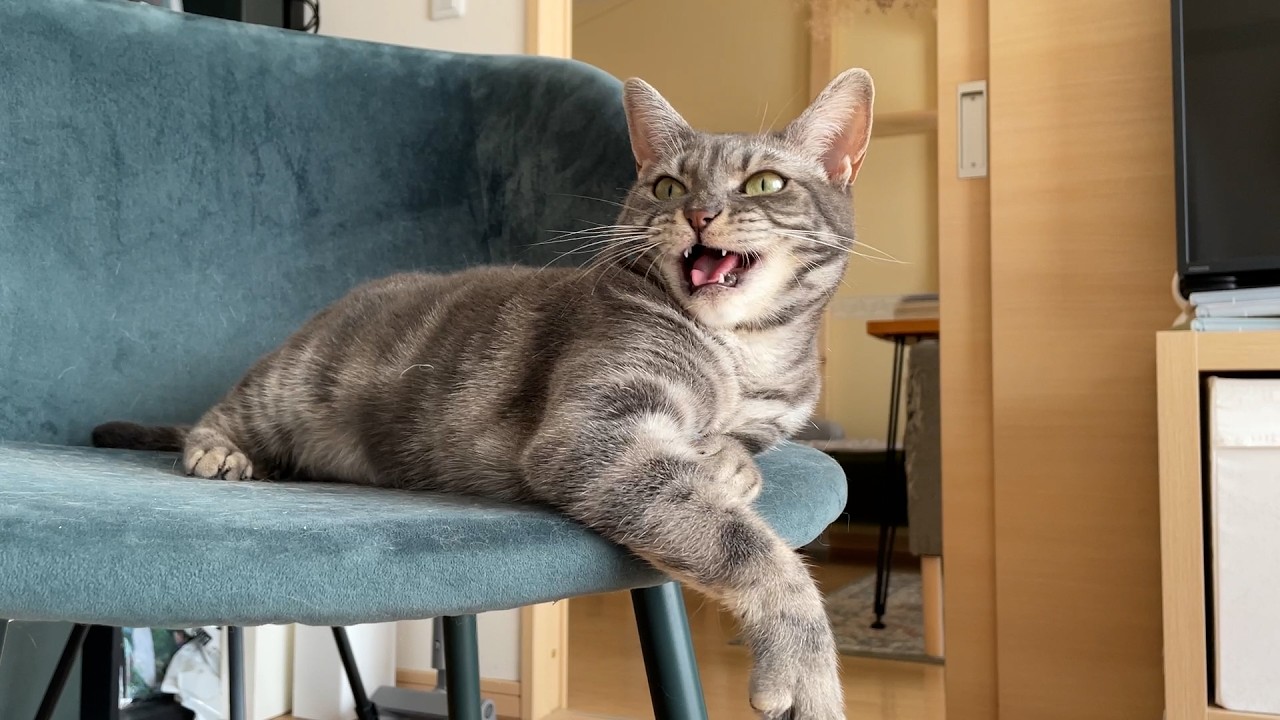 サイレントニャーからのニャー