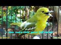 1 Jam Suara SIRTU Gacor MP3 Pancingan Cipow Cipoh Sirpu Agar Cepat Bunyi Birds