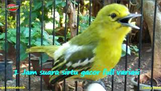Download lagu 1 Jam Suara SIRTU Gacor MP3 // Pancingan Cipow Cipoh Sirpu Agar Cepat Bunyi mp3