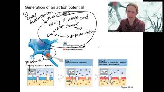 10 9 action potential