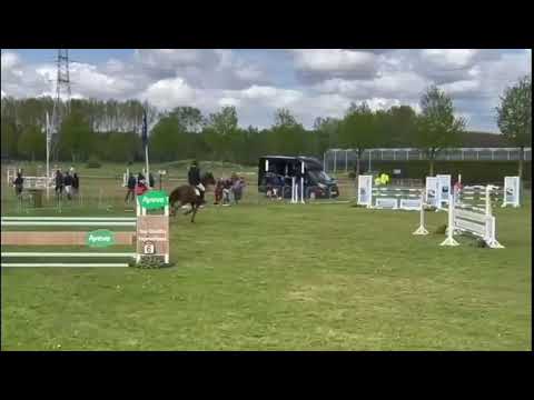 Trappist van ’t Gelutt (6y/o by Pegase van’t Ruytershof x Okidoki van’t Gelutt) - 6 y/o Broechem