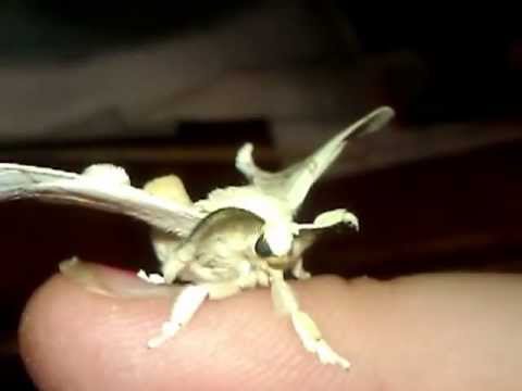 Male Silkmoth Up Close