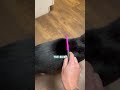 Flea Infestation Use Buck Mountain Parasite Dust