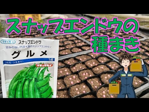 いつ、どのようにエンドウ豆を地面に蒔くのですか？ 2月に種まきを始めてもいいでしょうか？  庭園