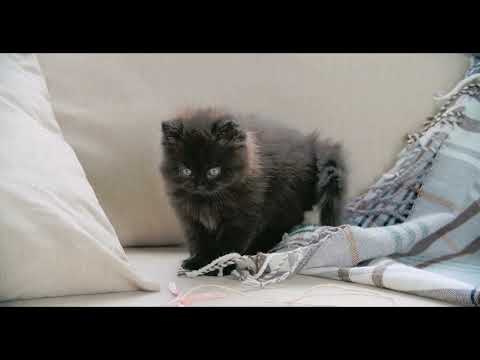 Cute Funny CATS | CATS Playing | Animals | Ep 01 | Watch ify.