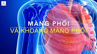 Màng phổi và khoang màng phổi