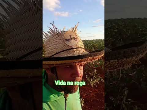 fazenda Diniz besouro de são Gabriel ba