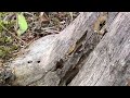 Dead Stump Loaded with Live Termites in Martinsville, NJ