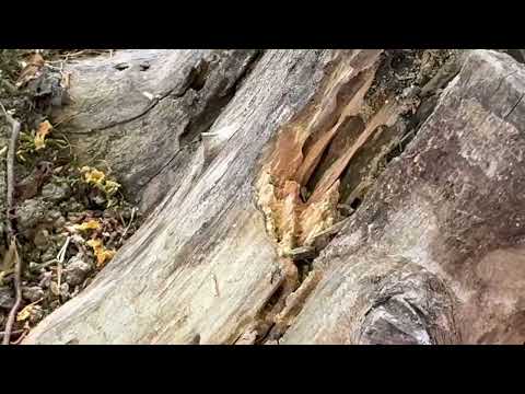 Dead Stump Loaded with Live Termites in Martinsville, NJ