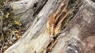 Dead Stump Loaded with Live Termites in Martinsville, NJ