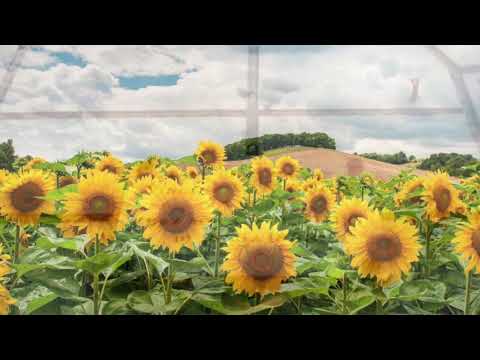 I Am Van Gogh by Mark Tulin