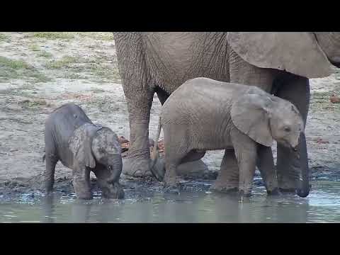 Djuma: Elephants-watch the tiny one - 17:38 - 10/14/2022