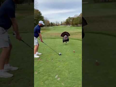 Wild turkey charging a golfer on a tee box thumbnail
