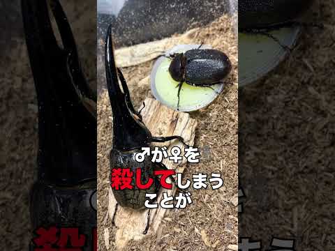 地中に住む幼虫と蛹