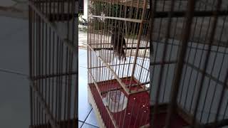 Download lagu Cigun paud ngriwik sah jantan mp3