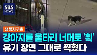 어린 강아지를 울타리 너머로 '휙'..유기 장면 그대로 찍혔다 / SBS / 생생지구촌