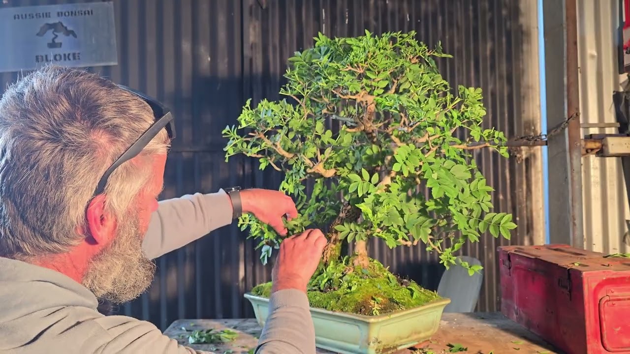 My first every Bonsai, Aussie Bonsai Bloke