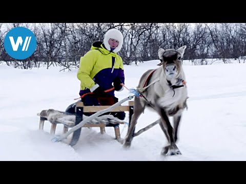 Norway, the Reindeer Princess (360° - GEO Reportage)