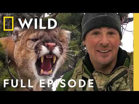 Stalking the Mountain Lion (Full Episode) | America the Wild | Nat Geo Animals