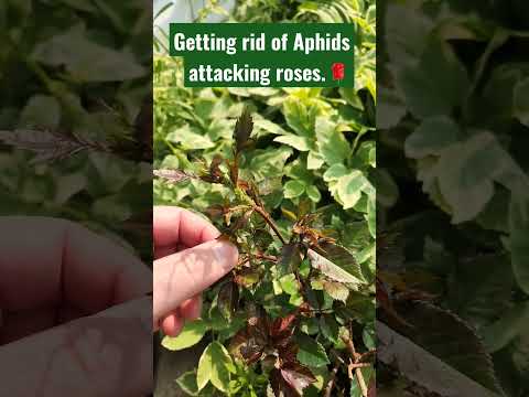 アブラムシがバラを襲っていませんか？農薬を使わずに駆除する方法。 #庭 #バラ #アブラムシ