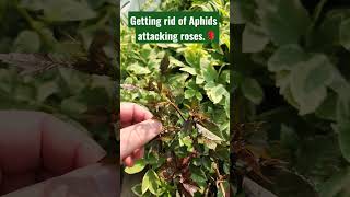 Aphids attacking your roses? How to get rid of them without pesticides. #garden #rose #aphids