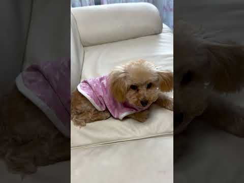 経営学科 トリミング後のトイプードル #toypoodle #トイプードル #puppy #子犬